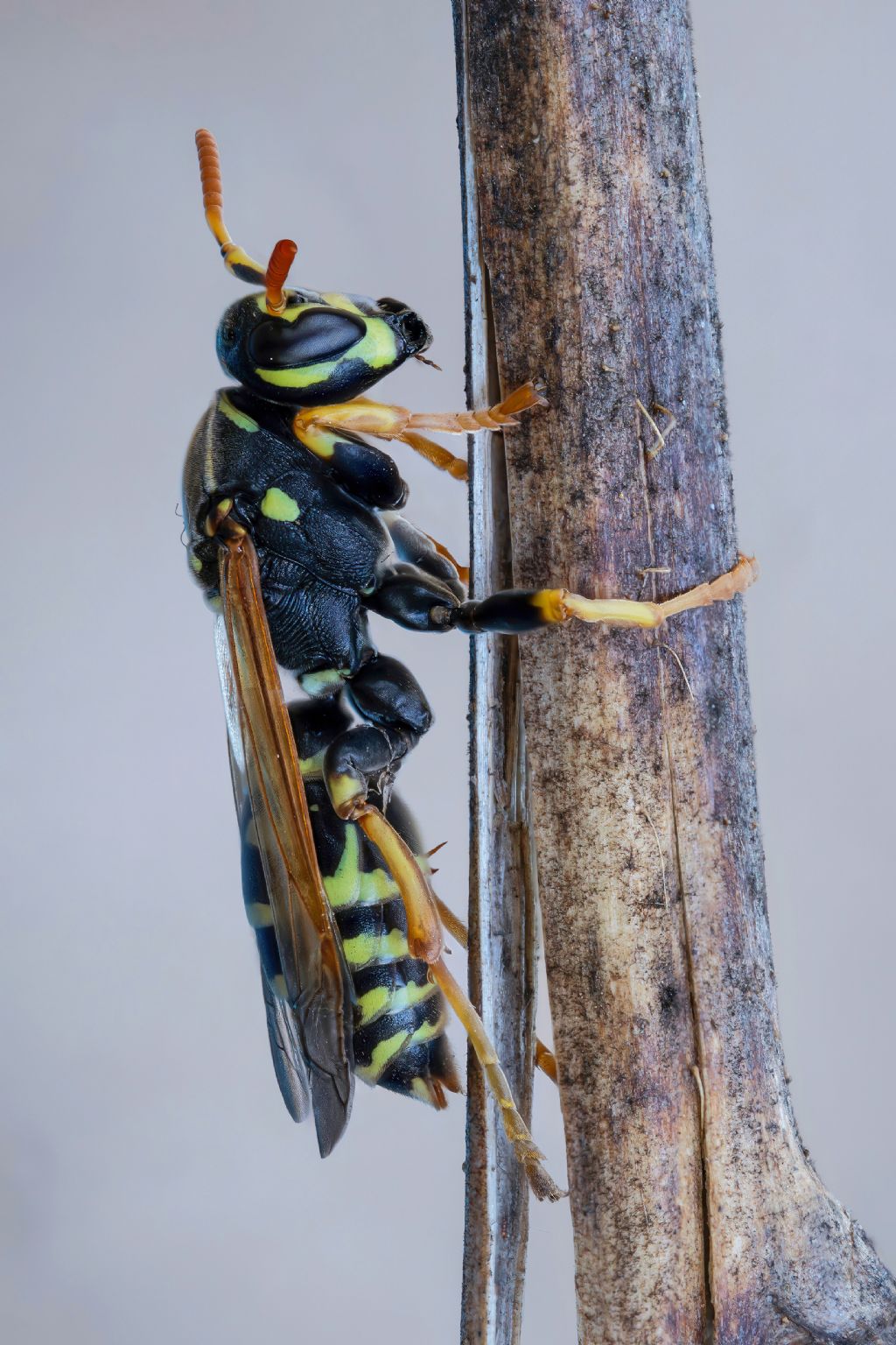 Vespidae: Polistes semenowi